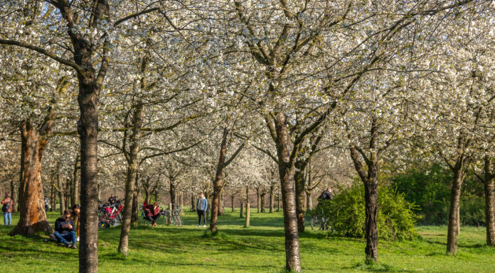 40 Jahre Städtepartnerschaft Hiroshima - Hannover Das Kirschblütenfest am 23. April läutet ganzjähriges Jubiläumsprogramm ein