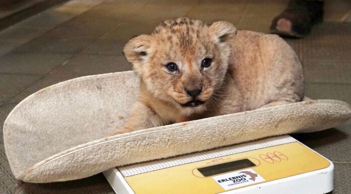 Groß und schwer geworden - Der kleine Berberlöwen-Kater auf der Waage beim ersten tierärztlichen Check - Foto Erlebnis-Zoo Hannover