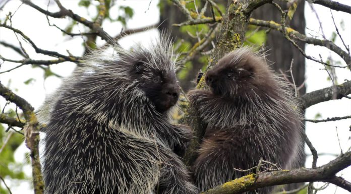 Ursons im Erlebnis-Zoo Hannover erkunden ihre neue Anlage