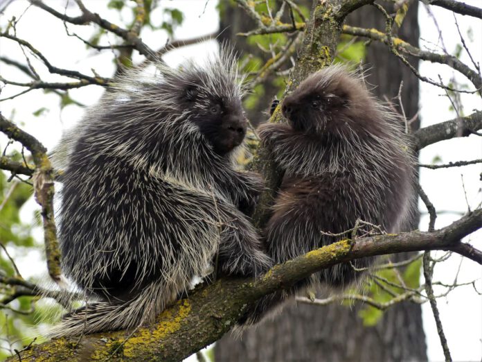 Ursons im Erlebnis-Zoo Hannover erkunden ihre neue Anlage