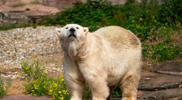 ADIEU NANA – WILLKOMMEN VERA!