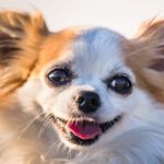 Linden-Nord: Nach Beißattacke auf Chihuahua lässt Unbekannter seinen Pitbull auf Zeuginnen los Beißattacke auf Chihuahua