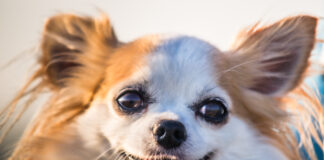 Beißattacke auf Chihuahua