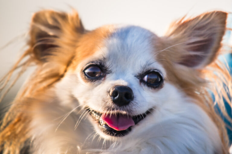 Beißattacke auf Chihuahua