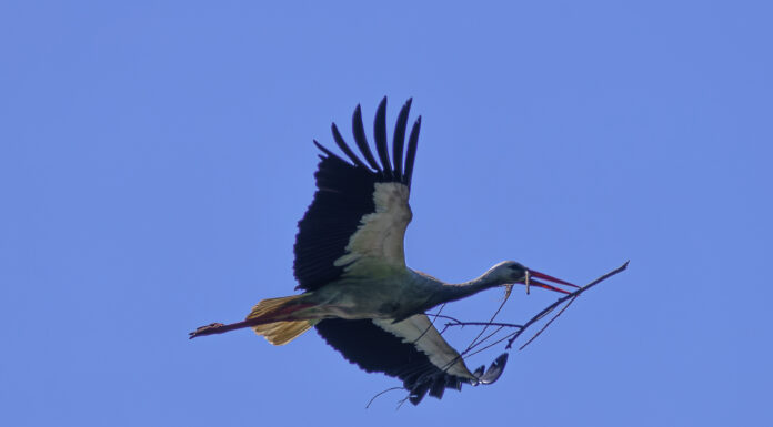 Weißstörche fliegen auf die Region Hannover - Saison-Bilanz 2023