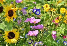 „Artenreiche Gartenreiche“: Anmeldungen für Wettbewerb GartenLust noch bis 14. Juli möglich