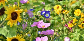 „Artenreiche Gartenreiche“: Anmeldungen für Wettbewerb GartenLust noch bis 14. Juli möglich