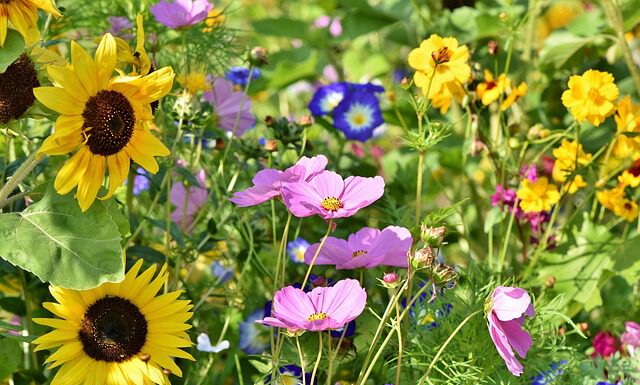 „Artenreiche Gartenreiche“: Anmeldungen für Wettbewerb GartenLust noch bis 14. Juli möglich „Artenreiche Gartenreiche“: Anmeldungen für Wettbewerb GartenLust noch bis 14. Juli möglich