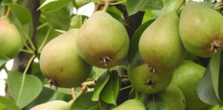 Gelbe Bänder laden zum Pflücken von Obst ein