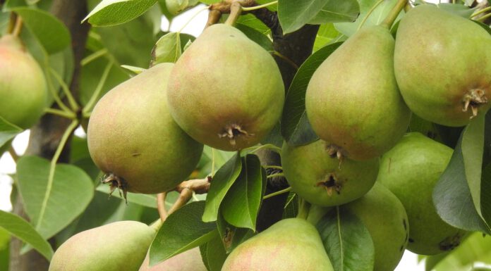 Gelbe Bänder laden zum Pflücken von Obst ein