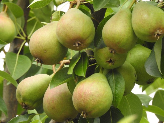Gelbe Bänder laden zum Pflücken von Obst ein