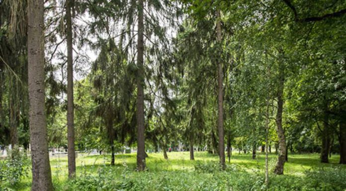 World Cleanup Day am 16. 09. – Aufräumen in 2 „Wildnisflächen“ der Stadt World Cleanup Day am 16. 09. - Aufräumen in 2 „Wildnisflächen“ der Stadt