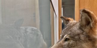 Wolf darf entnommen werden - Region Hannover erteilt Ausnahmegenehmigung