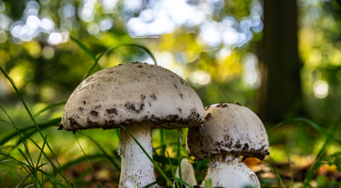 Pilzberatungen im Schulbiologiezentrum – Damit der Verzehr nicht mit einer Vergiftung endet Pilzberatungen im Schulbiologiezentrum - Damit der Verzehr nicht mit einer Vergiftung endet