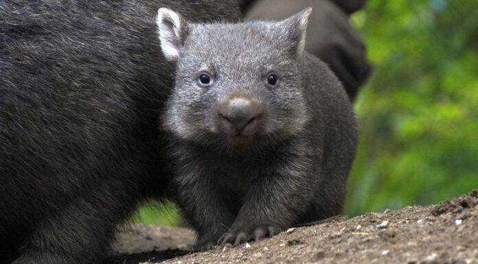 Wombat-Jungtier verlässt Beutel – Nachwuchs der Tasmanischen Nacktnasenwombats zeigt sich immer öfter Wombat-Jungtier verlässt Beutel - Nachwuchs der Tasmanischen Nacktnasenwombats zeigt sich immer öfter