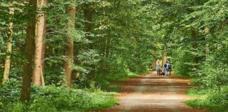 Wegen Baumfällarbeiten: Einschränkungen auf Messeschnellweg Richtung Süden am Dienstag