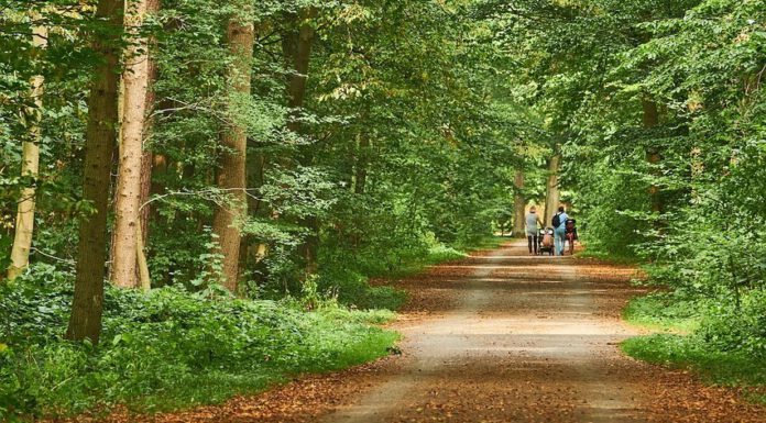 Wegen Baumfällarbeiten: Einschränkungen auf Messeschnellweg Richtung Süden am Dienstag Wegen Baumfällarbeiten: Einschränkungen auf Messeschnellweg Richtung Süden am Dienstag