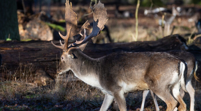 Tiergarten ab 6. November später geöffnet Tiergarten ab 6. November später geöffnet