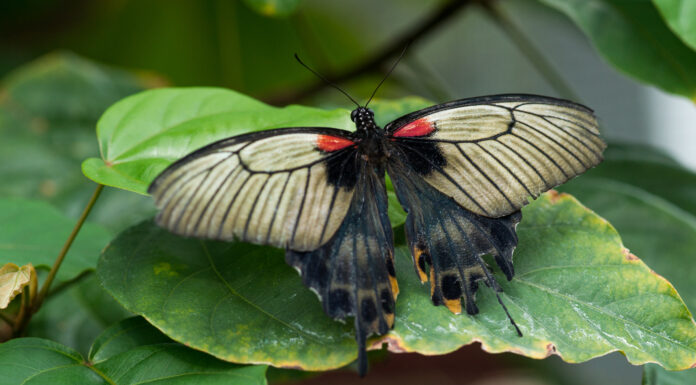 Neues Schauhaus im Berggarten - Pflanzen und Falter ziehen dort ein