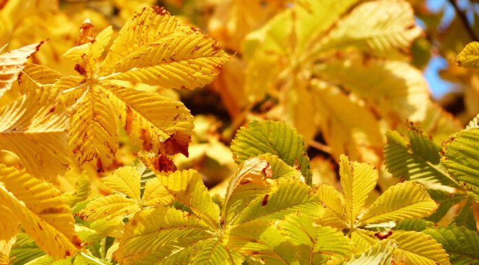Baumfällung auf dem „Rathenauplatz“ am 15.11.