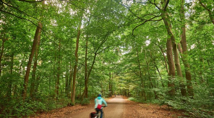 Hindernisparcours auf Spielplatz in der Eilenriede ab 3. November freigegeben Beginn der Baumfällungen in den Stadtwäldern und Landschaftsräumen