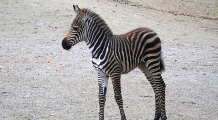 Erlebnis-Zoo: Nachwuchs bei den Steppenzebras