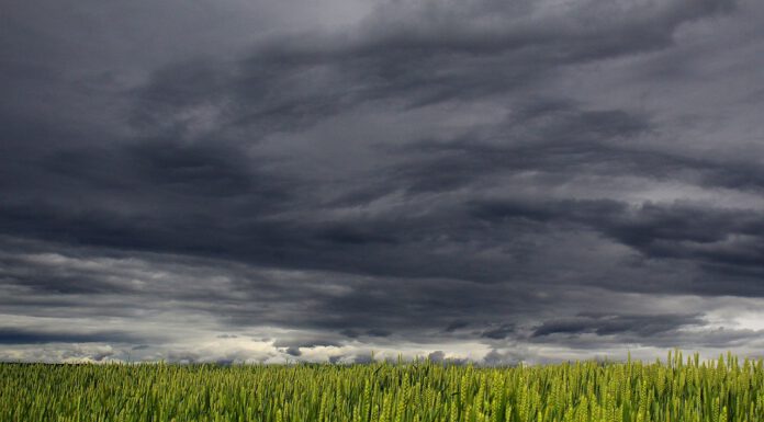 Tiergarten, Stadtpark und Herrenhäuser Gärten geschlossen