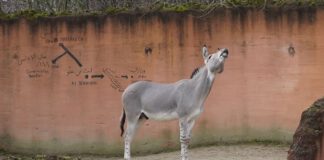 Neuer Somali-Wildesel-Hengst im Erlebnis-Zoo Hannover eingetroffen