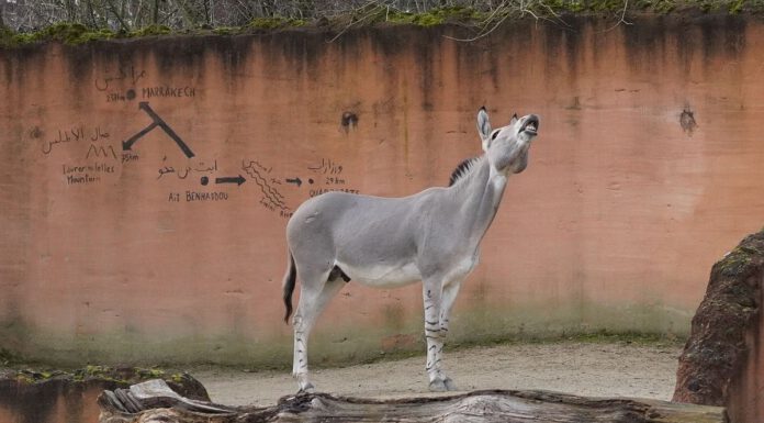 Neuer Somali-Wildesel-Hengst im Erlebnis-Zoo Hannover eingetroffen Neuer Somali-Wildesel-Hengst im Erlebnis-Zoo Hannover eingetroffen
