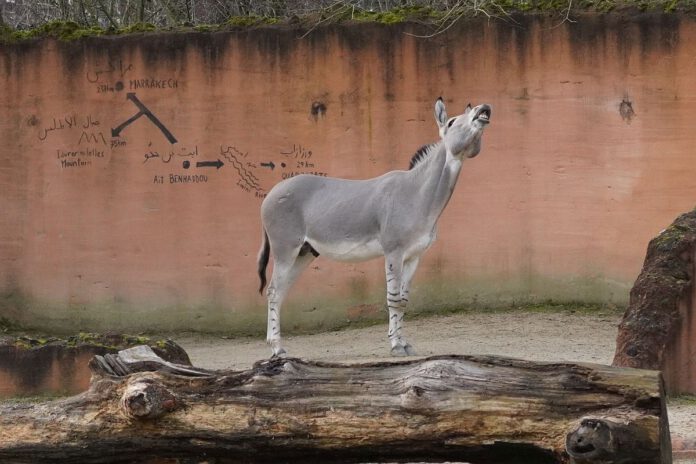 Neuer Somali-Wildesel-Hengst im Erlebnis-Zoo Hannover eingetroffen