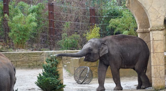 Kitzelnde Leckerbissen - Nachhaltig: Tiere im Erlebnis-Zoo bekommen die nicht verkauften Weihnachtsbäume