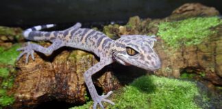 Gecko im Fokus: Zootier des Jahres im Kampf gegen das Aussterben