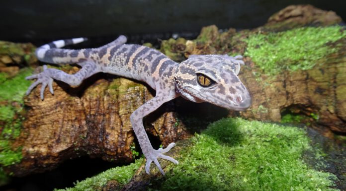 Gecko im Fokus: Zootier des Jahres im Kampf gegen das Aussterben Gecko im Fokus: Zootier des Jahres im Kampf gegen das Aussterben
