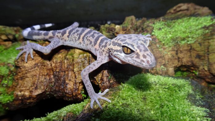 Gecko im Fokus: Zootier des Jahres im Kampf gegen das Aussterben