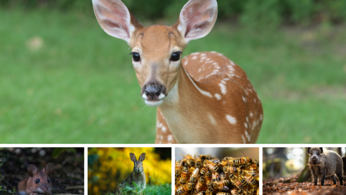Nach dem Hochwasser – Langfristige Auswirkungen auf Flora und Fauna in der Region