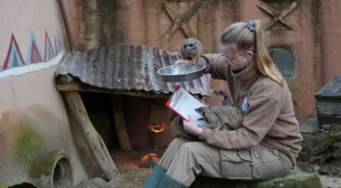 Zählen, messen, wiegen: Im Erlebnis-Zoo ist jede Inventur tierisch Zählen, messen, wiegen: Im Erlebnis-Zoo ist jede Inventur tierisch
