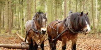 Pferde unterstützen Holzabtransport im Wald - Rückearbeiten in Hannovers Forsten