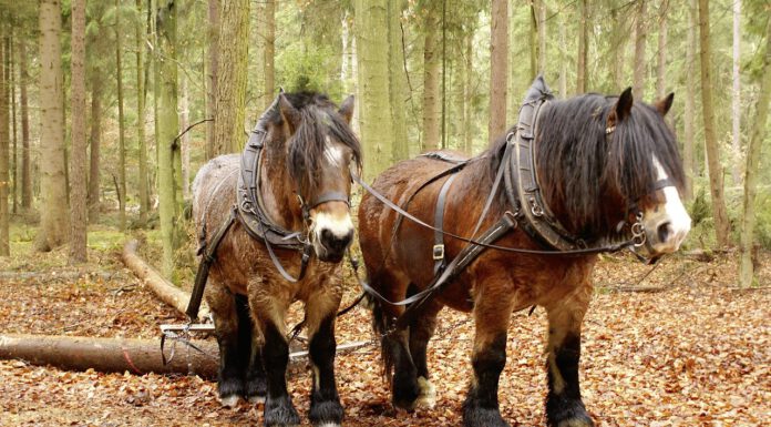 Pferde unterstützen Holzabtransport im Wald – Rückearbeiten in Hannovers Forsten Pferde unterstützen Holzabtransport im Wald - Rückearbeiten in Hannovers Forsten
