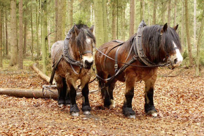 Pferde unterstützen Holzabtransport im Wald - Rückearbeiten in Hannovers Forsten