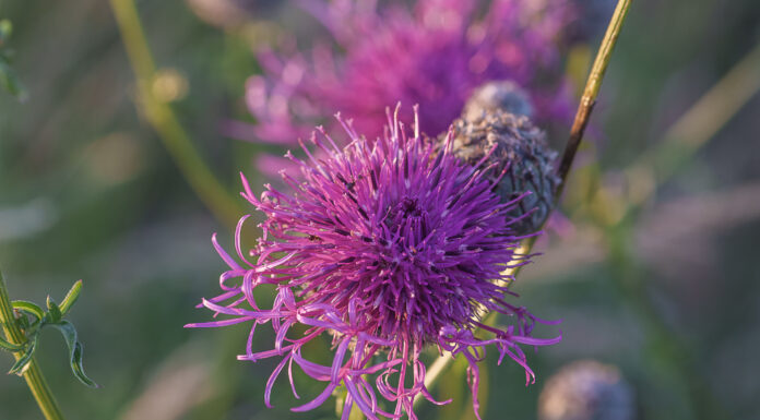 Für mehr Artenvielfalt – Stadt gibt Saatgutmischung „Blühende Gärten“ kostenfrei ab Für mehr Artenvielfalt - Stadt gibt Saatgutmischung „Blühende Gärten“ kostenfrei ab