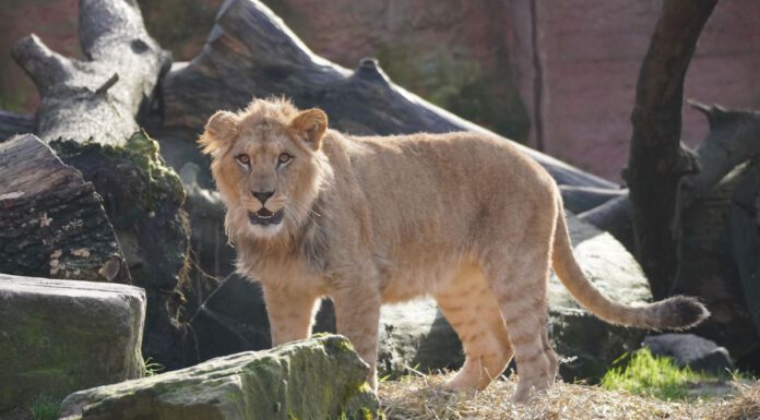 Nachwuchs wird 1 Jahr alt – Berberlöwen im Erlebniszoo Nachwuchs wird 1 Jahr alt - Berberlöwen im Erlebniszoo