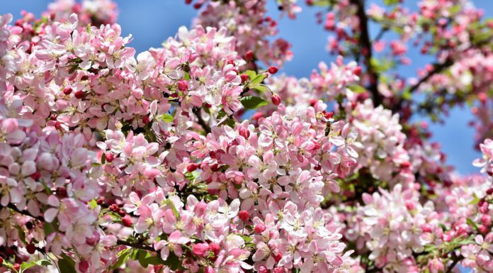 Vorboten des Frühlings ziehen in Innenstadt: 40 Kübel mit Zierkirschen und Zieräpfeln Vorboten des Frühlings ziehen in Innenstadt: 40 Kübel mit Zierkirschen und Zieräpfeln