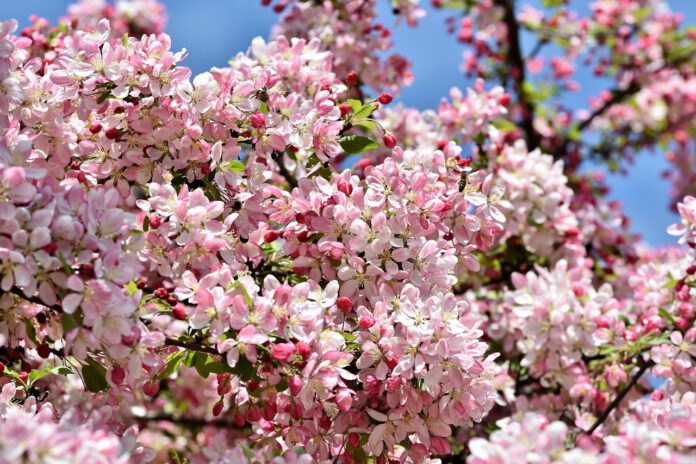 Vorboten des Frühlings ziehen in Innenstadt: 40 Kübel mit Zierkirschen und Zieräpfeln