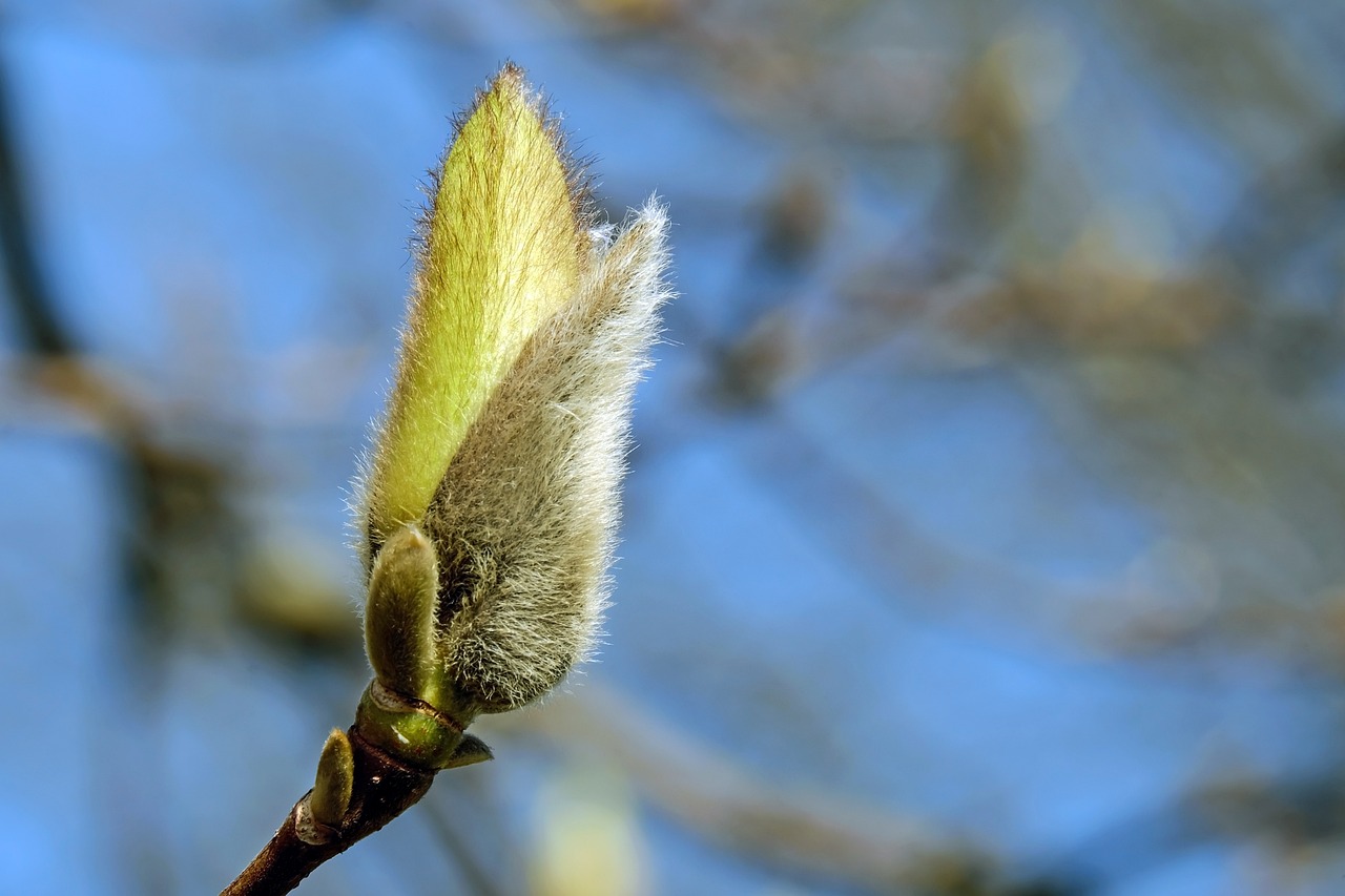 Knospenwanderung auf dem Kronsberg - Am 04.04., Anmeldung erforderlich