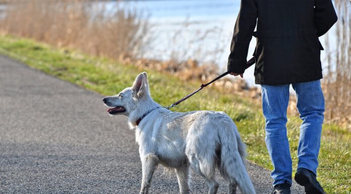 Zum Schutz der Natur - Generelle Anleinpflicht für Hunde während der Brut- und Setzzeit vom 01.04. bis 15.07.