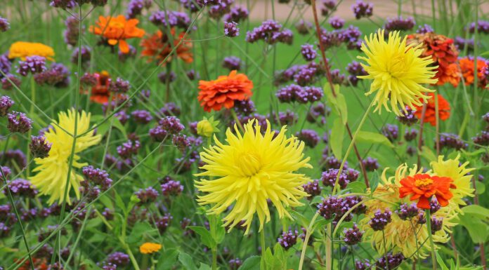 Neuer Kleingartenpark „Friedenauer Vielfalt“ in Vahrenwald eröffnet