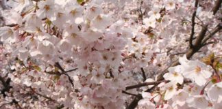 Das diesjährige Kirschblütenfest wird am 21. April im Hiroshima Hain auf der Bult gefeiert