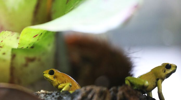 Neues Amphibienhaus im Erlebnis-Zoo Hannover eröffnet