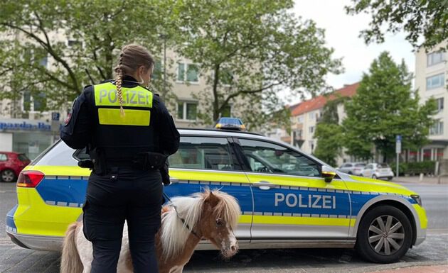 Kurze Beine auf Abwegen - Entlaufenes Pony sorgt für Polizeieinsatz