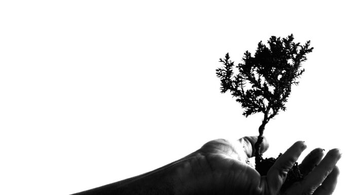 750 neue Bäume in Hannover - Winter-Pflanzsaison ist abgeschlossen